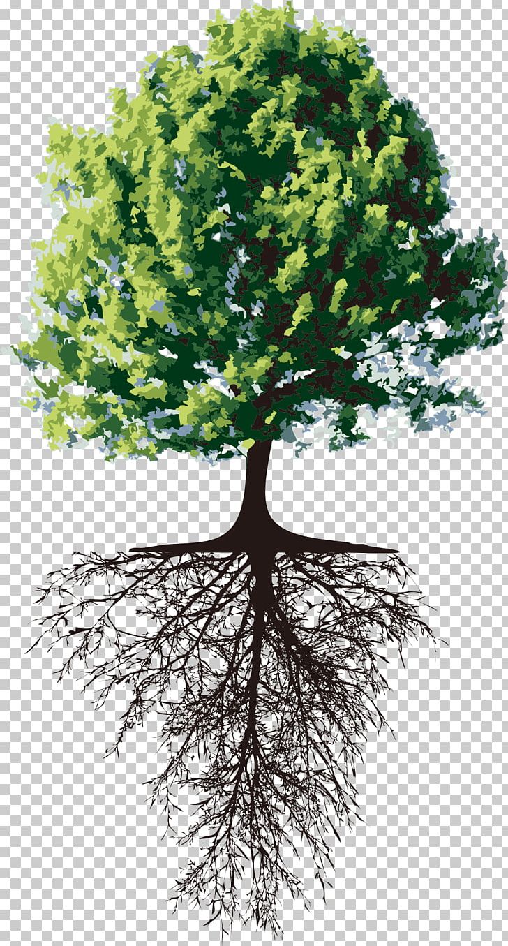 Tree Root Separative Sewer Trunk PNG, Clipart, Branch, Christmas Tree, Crown, Environmental, Environmental Protection Free PNG Download