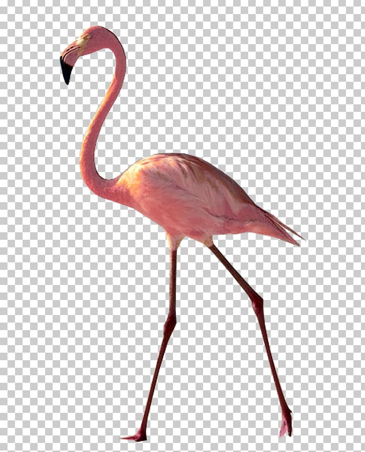 United States Bird Greater Flamingo Southern Cassowary PNG, Clipart, Beak, Bird, Cassowary, Color, Desktop Wallpaper Free PNG Download
