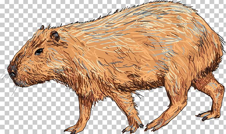 Capybara Graphics Illustration PNG, Clipart, Animal Figure, Beaver, Capybara, Cartoon, Drawing Free PNG Download