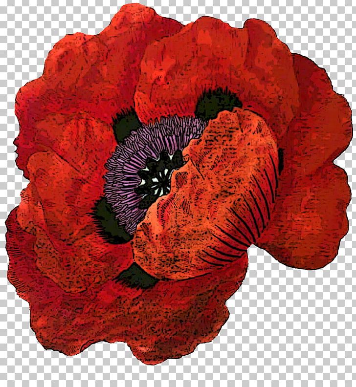 Cut Flowers Botanical Illustration The Poppy Family Botany PNG, Clipart, Botanical Illustration, Botany, Cut Flowers, Flower, Flowering Plant Free PNG Download