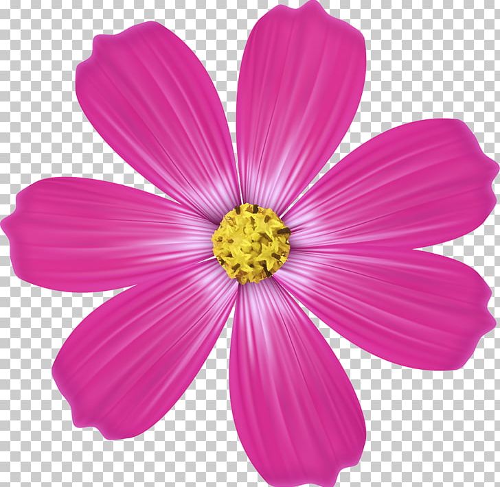 Garden Cosmos Pink M Annual Plant Herbaceous Plant RTV Pink PNG, Clipart, Annual Plant, Cosmos, Daisy Family, Flower, Flowering Plant Free PNG Download