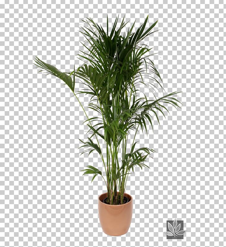 Howea Forsteriana Chamaedorea Elegans Arecaceae Plant Interscapes PNG, Clipart, Arecales, Areca Palm, Artificial Flower, Chamaedorea, Chinese Evergreens Free PNG Download