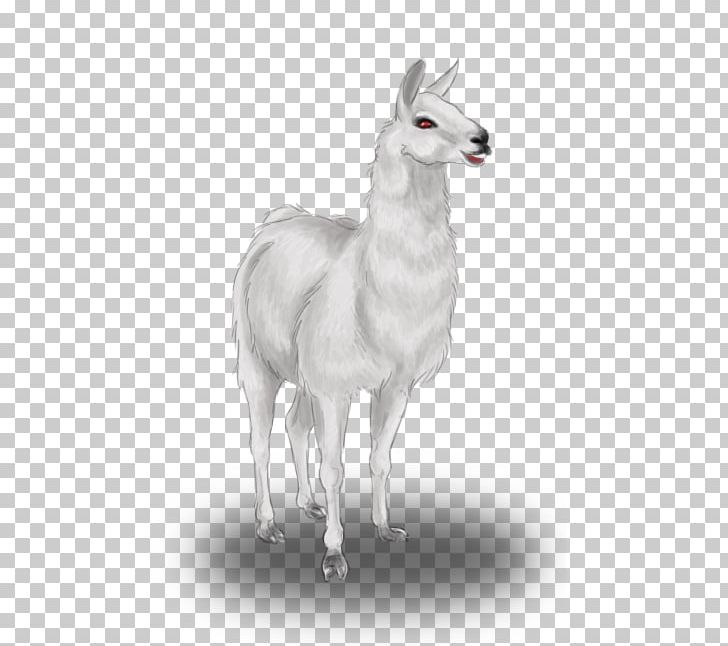 Llama Drawing Pack Animal Animal Husbandry PNG, Clipart, Animal, Animal Husbandry, Black And White, Blue, Camel Like Mammal Free PNG Download