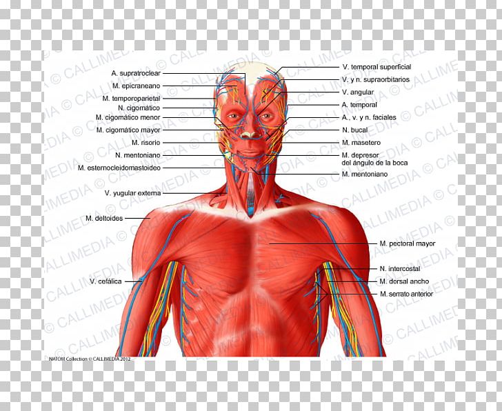 Muscular System Neck Blood Vessel Muscle Human Anatomy PNG, Clipart, Abdomen, Anatomy, Arm, Blood Vessel, Chest Free PNG Download