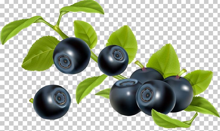 Blueberry Bilberry Illustration PNG, Clipart, Aristotelia Chilensis, Berry, Bilberry, Blueberry, Cherry Free PNG Download