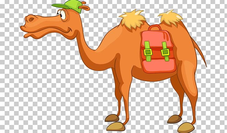 Dromedary Bactrian Camel Graphics PNG, Clipart, Animal Figure, Arabian Camel, Bactrian Camel, Camel, Camel Like Mammal Free PNG Download