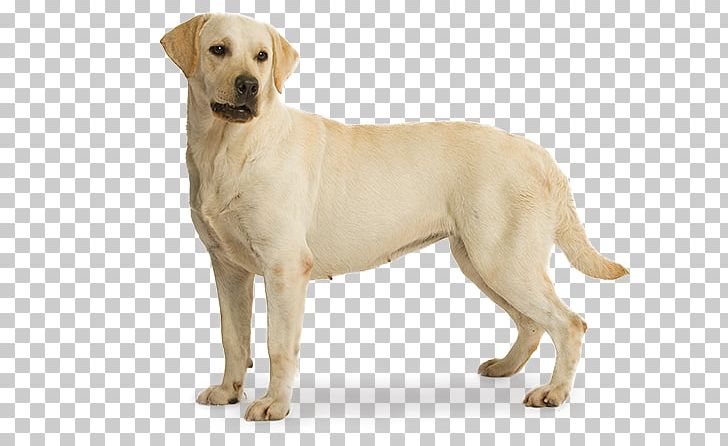 Labrador Retriever German Shepherd Puppy Golden Retriever St. John's Water Dog PNG, Clipart, American Kennel Club, Animals, Carnivoran, Companion Dog, Dog Breed Free PNG Download