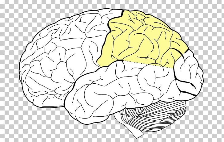 Parietal Lobe Lobes Of The Brain Frontal Lobe Angular Gyrus PNG, Clipart, Angular Gyrus, Area, Brain, Brodmann Area, Cerebral Cortex Free PNG Download