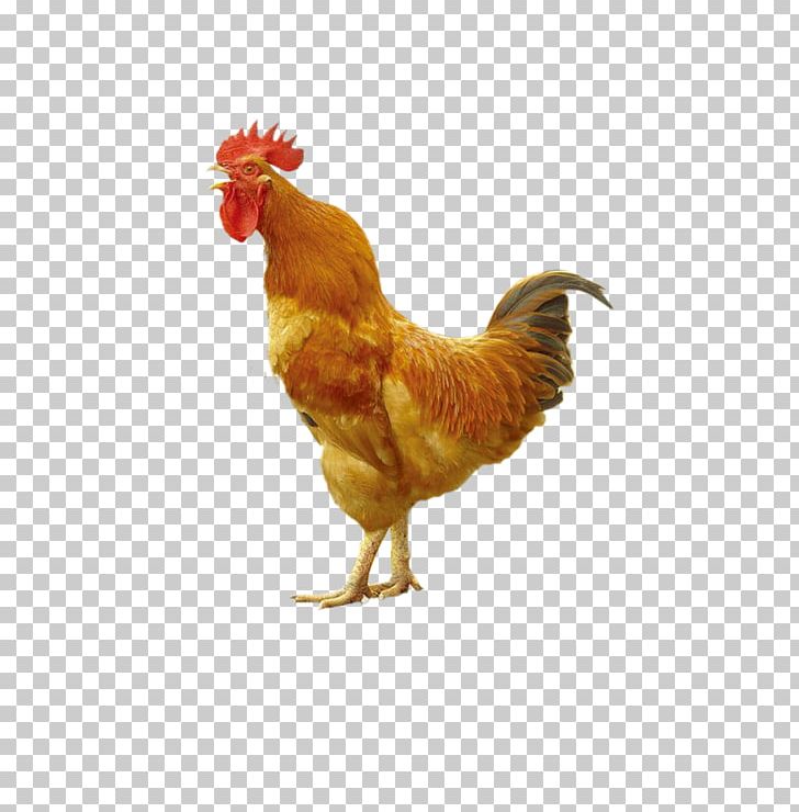 Chicken Quail Duck Incubator Poultry PNG, Clipart, 2017 Big Cock, Animals, Badminton Shuttle Cock, Beak, Big Free PNG Download