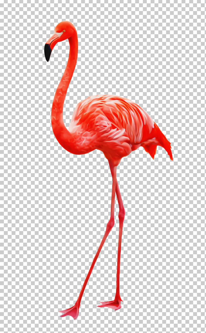 Flamingo PNG, Clipart, Beak, Bird, Flamingo, Greater Flamingo, Neck Free PNG Download