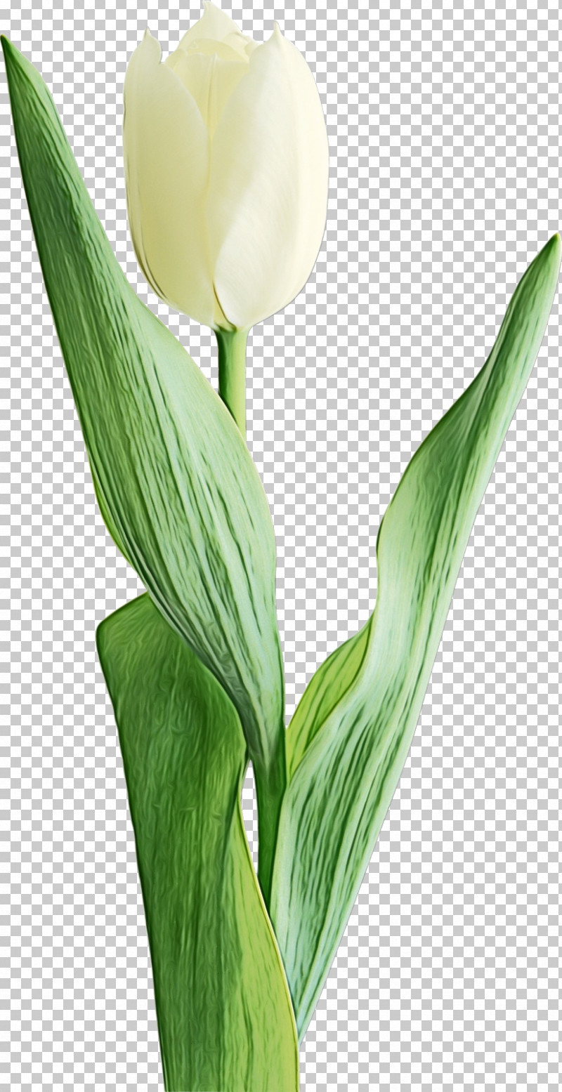 Flower Plant Tulip Petal Lily Of The Valley PNG, Clipart, Arum Family, Cut Flowers, Flower, Giant White Arum Lily, Lily Family Free PNG Download