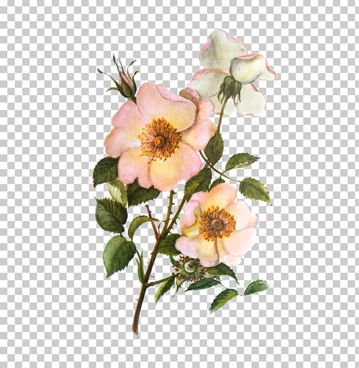Dog-rose Cabbage Rose Garden Roses Glaucous Dog Rose Sweet-Brier PNG, Clipart, Blossom, Branch, Burnet Rose, Cabbage Rose, Dogrose Free PNG Download