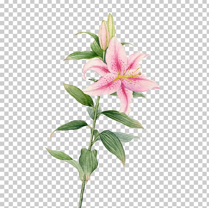Flower Watercolor Painting Lilium PNG, Clipart, Art, Color, Cut Flowers, Desktop Wallpaper, Elements Free PNG Download