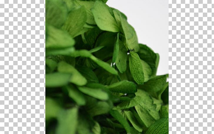 Spinach Herb PNG, Clipart, Grass, Herb, Leaf, Leaf Vegetable, Others Free PNG Download
