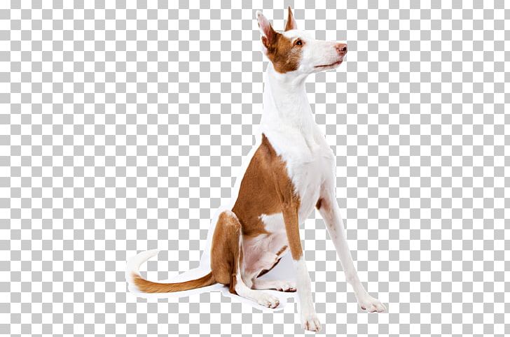 Ibizan Hound Portuguese Podengo Dog Breed Companion Dog Sighthound PNG, Clipart, 22 March, Attila, Basset Hound, Breed, Carnivoran Free PNG Download