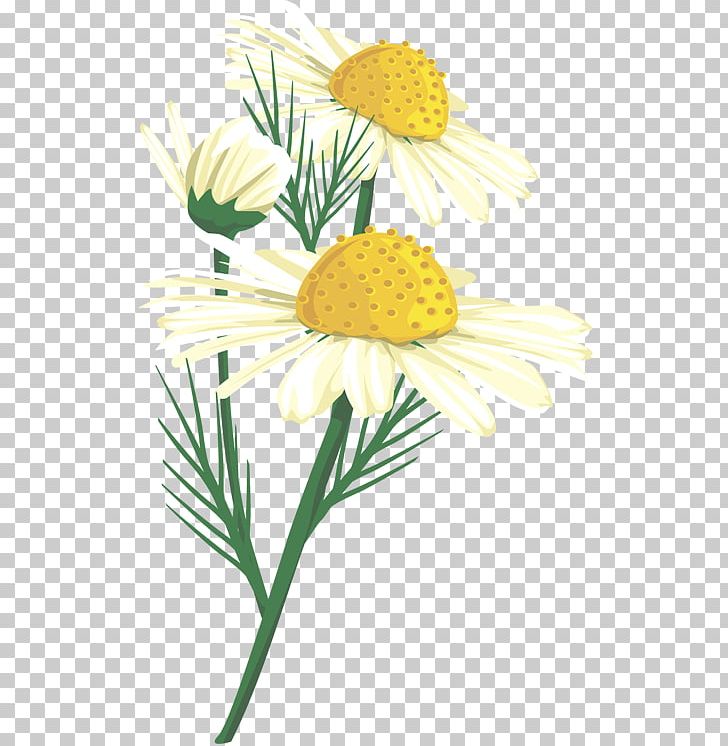 Oxeye Daisy Chrysanthemum Floral Design Roman Chamomile Cut Flowers PNG, Clipart, Camomile, Chamaemelum Nobile, Chrysanthemum, Chrysanths, Cut Flowers Free PNG Download