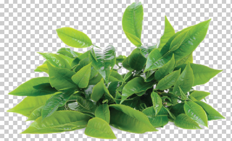 Green Tea PNG, Clipart, Bay Laurel, Bay Leaf, Green Tea, Green Tea Powder, Herb Free PNG Download