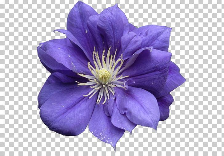 Lavender Blue Lilac Violet Purple PNG, Clipart, Annual Plant, Blue, Clematis, Cobalt, Cobalt Blue Free PNG Download