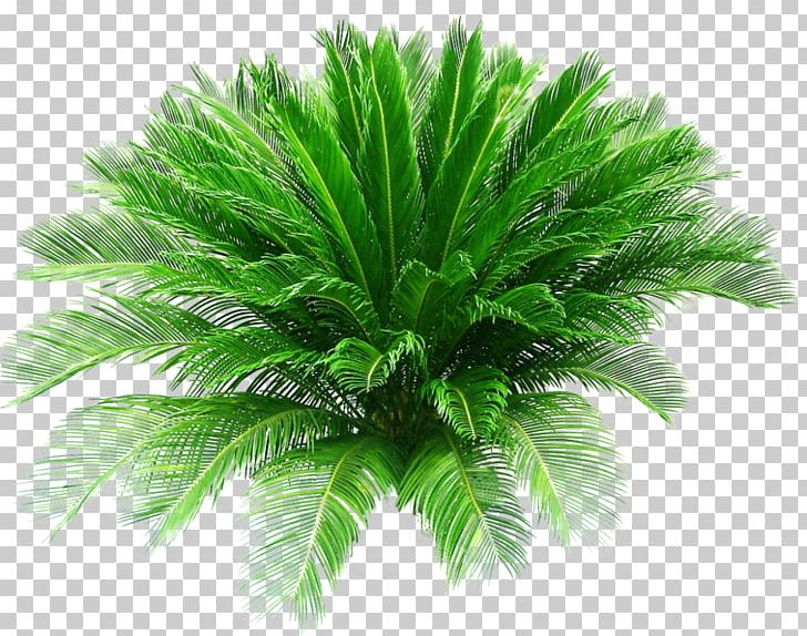 Sago Palm Pygmy Date Palm Arecaceae Houseplant PNG, Clipart, Arecaceae, Arecales, Areca Palm, Attalea Speciosa, Bonsai Free PNG Download