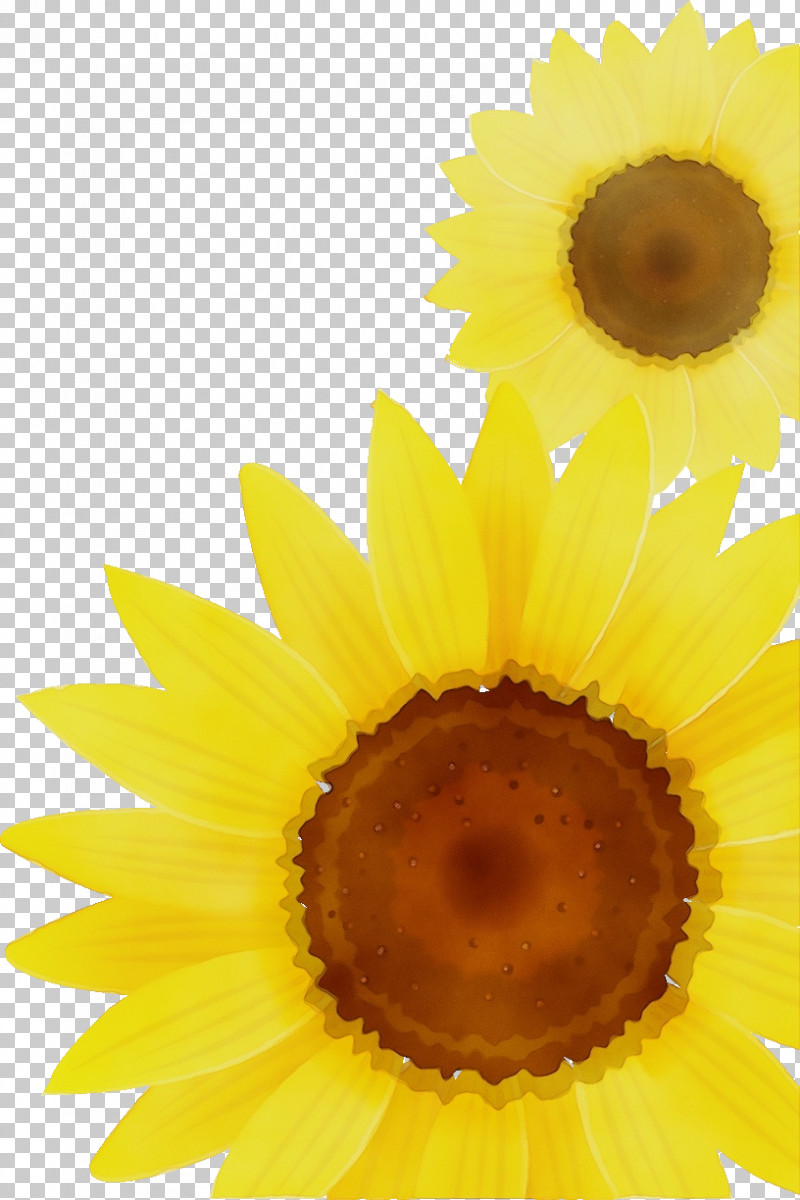 Sunflower PNG, Clipart, Closeup, Paint, Petal, Summer Flower, Sunflower Free PNG Download