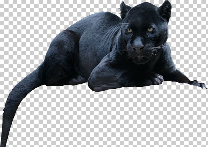 Black Panther Leopard Jaguar Cat Tiger PNG, Clipart, Animal, Big Cat, Big Cats, Black And White, Black Cat Free PNG Download