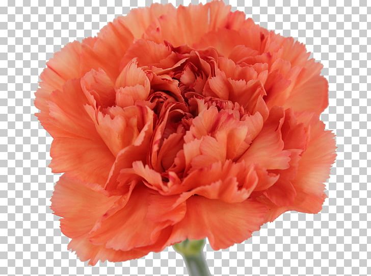 Carnation Cut Flowers Petal Peony PNG, Clipart, Apple, Carnation, Cream, Cut Flowers, Dianthus Free PNG Download