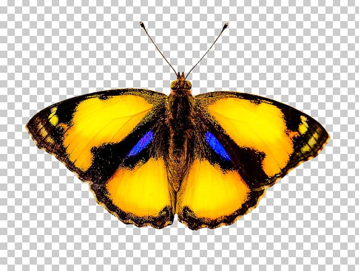 Monarch Butterfly Colias Moth Lycaenidae PNG, Clipart, Animal, Arthropod, Brush Footed Butterfly, Butterflies And Moths, Butterfly Free PNG Download