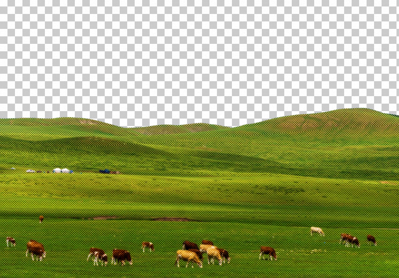 Grassland Sheep Steppe Grazing Meadow PNG, Clipart, Ecology, Ecoregion, Farm, Grassland, Grazing Free PNG Download