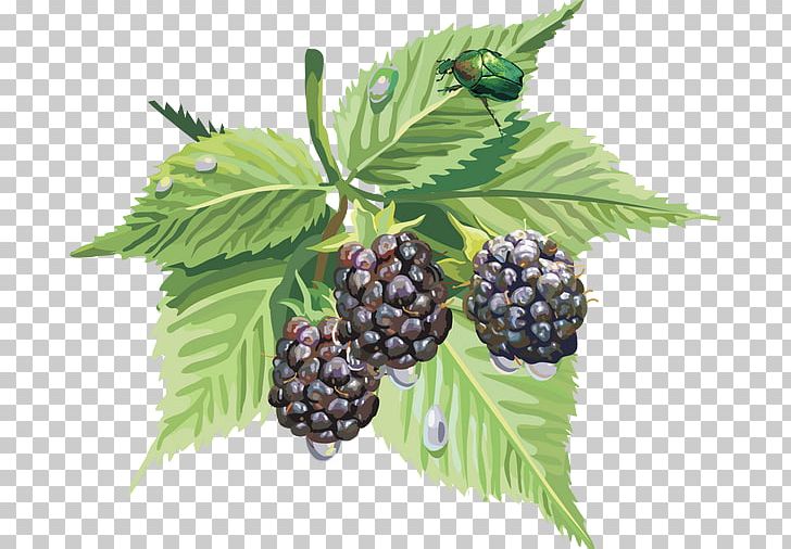 Blackberry Amora Bilberry Auglis PNG, Clipart, Amora, Auglis, Berry, Bilberry, Blackberry Free PNG Download