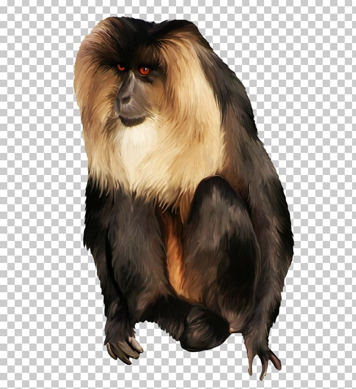 Macaque Yellow Baboon Monkey Cercopithecidae PNG, Clipart, Animals, Baboons, Cercopithecidae, Chacma Baboon, Data Free PNG Download