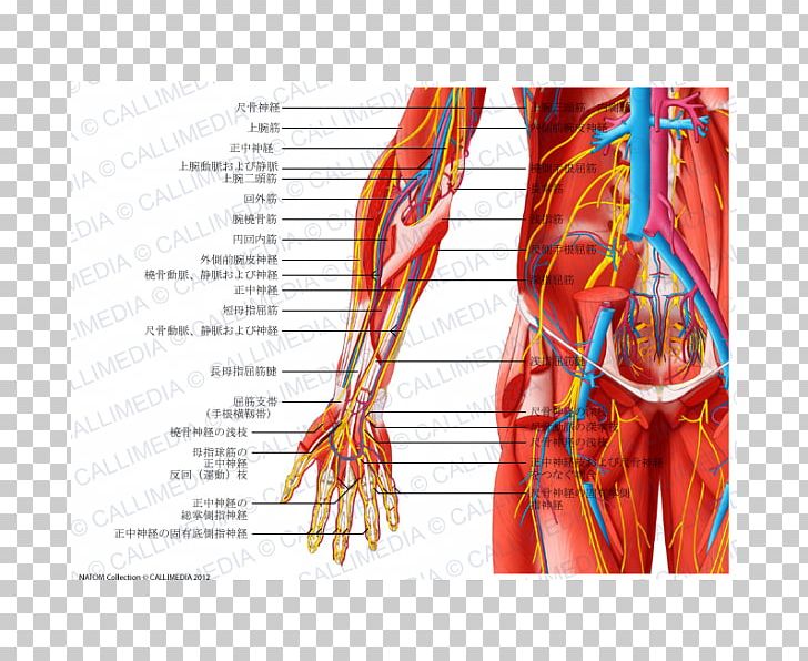 Nerve Muscle Anatomy Pelvis Muscular System PNG, Clipart, Abdomen, Anatomy, Anterior, Blood Vessel, Elbow Free PNG Download