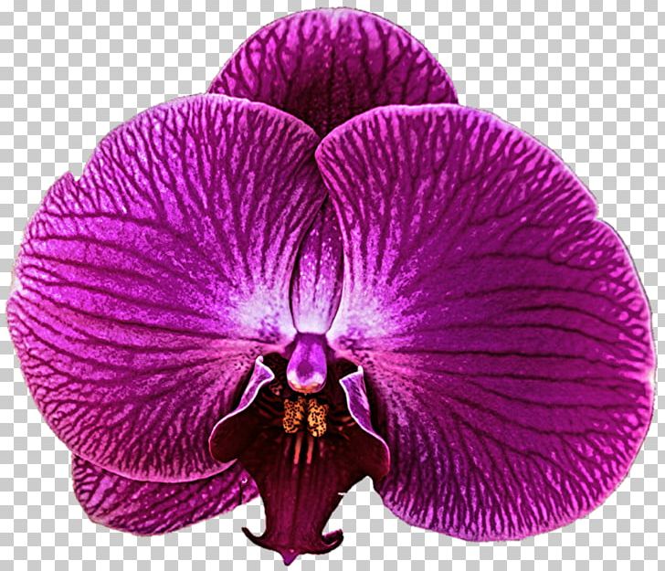 Zygopetalum Purple Violet Orchid PNG, Clipart, Art, Desktop Wallpaper, Flower, Flowering Plant, Lilac Free PNG Download