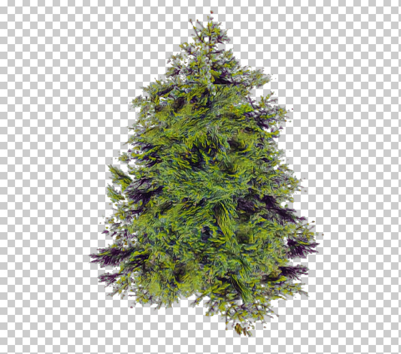 Shortleaf Black Spruce Yellow Fir Tree Plant Oregon Pine PNG, Clipart, American Larch, Arizona Cypress, Balsam Fir, Colorado Spruce, Columbian Spruce Free PNG Download
