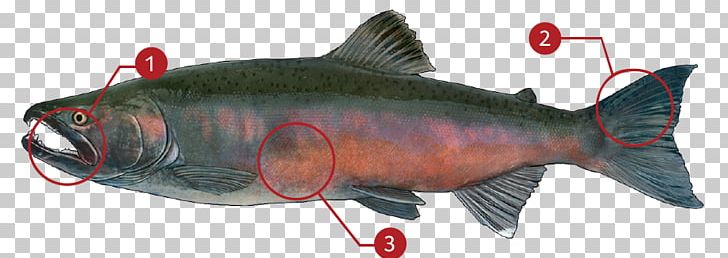 Coho Salmon Chinook Salmon Sockeye Salmon Salmonids PNG, Clipart, Android, Animal, Animal Figure, Bony Fish, Chinook Salmon Free PNG Download