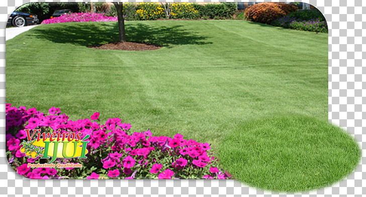Zoysia Tenuifolia Backyard Lawn Walkway Groundcover PNG, Clipart, Backyard, Family, Garden, Grass, Grasses Free PNG Download