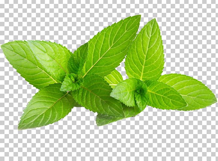 Mojito Water Mint Mentha Spicata Green PNG, Clipart, Autumn Leaf, Basil, Catnip, Color, Decorative Free PNG Download