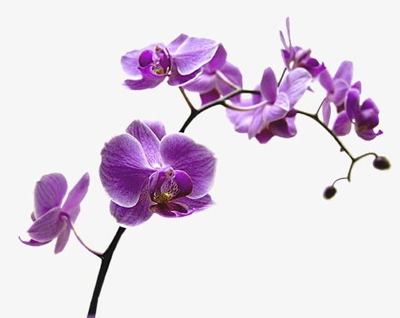 Orchid PNG, Clipart, Decoration, Flower, Orchid, Orchid Clipart, Purple Free PNG Download