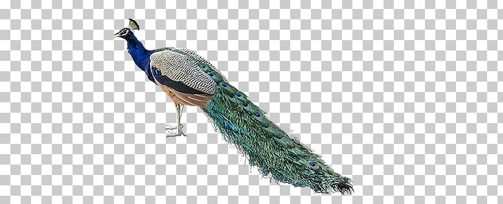 Peacock PNG, Clipart, Peacock Free PNG Download