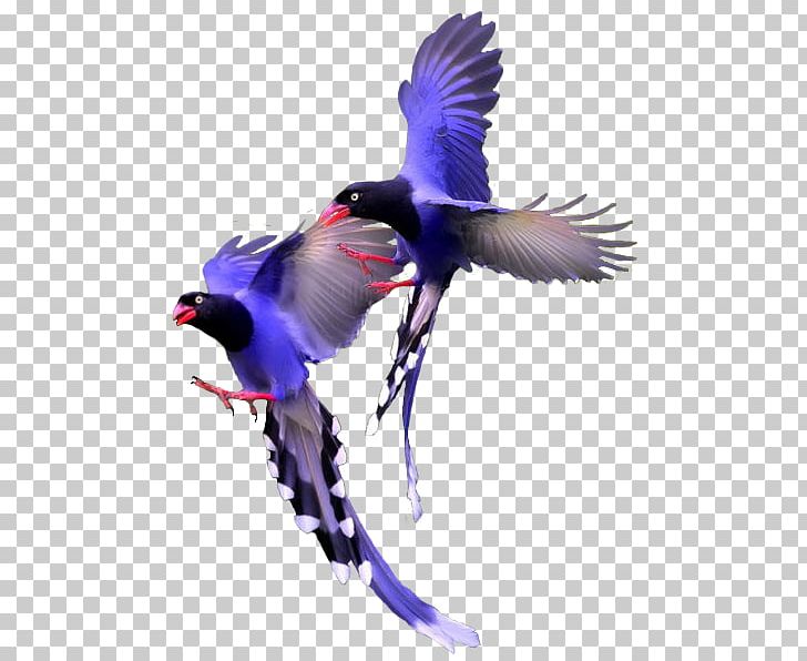 Bird Color PNG, Clipart, Animal, Animals, Beak, Bird, Blue Free PNG Download