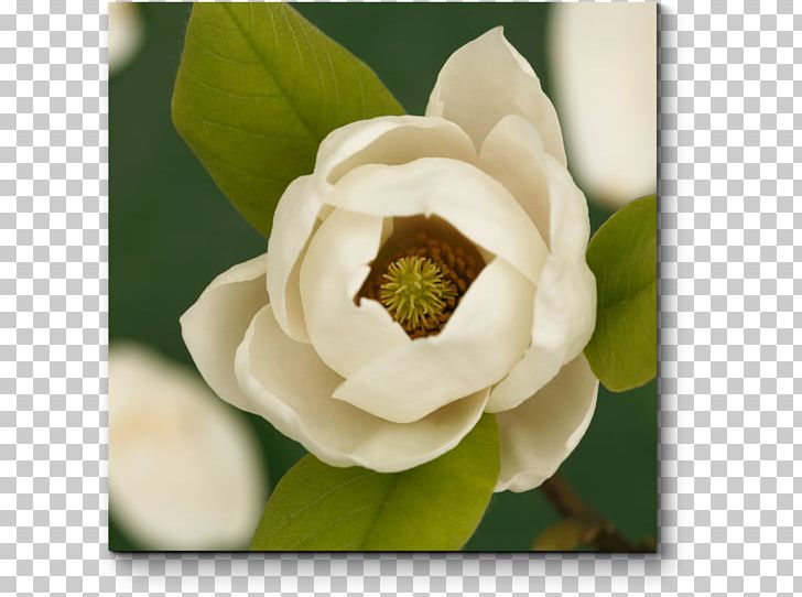Mississippi Southern Magnolia State Flower Louisiana PNG, Clipart, Blossom, Chinese Magnolia, Flora, Flower, Flowering Plant Free PNG Download