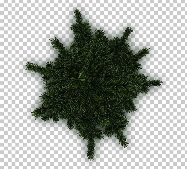 Pine Tree Fir Conifers Evergreen PNG, Clipart, Branch, Change, Christmas Decoration, Christmas Tree, Conifer Free PNG Download