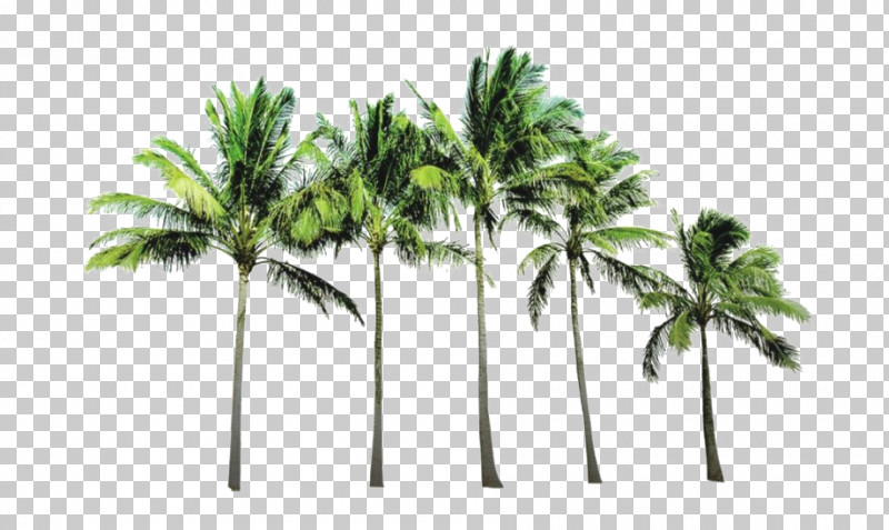 Palm Tree PNG, Clipart, Arecales, Elaeis, Grass, Leaf, Palm Tree Free PNG Download