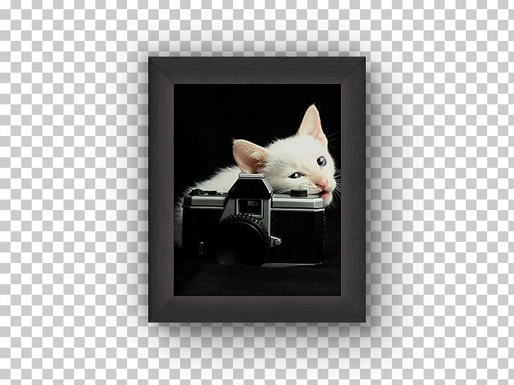 Cat Frames Rectangle PNG, Clipart, Animal Frames, Animals, Cat, Cat Like Mammal, Picture Frame Free PNG Download