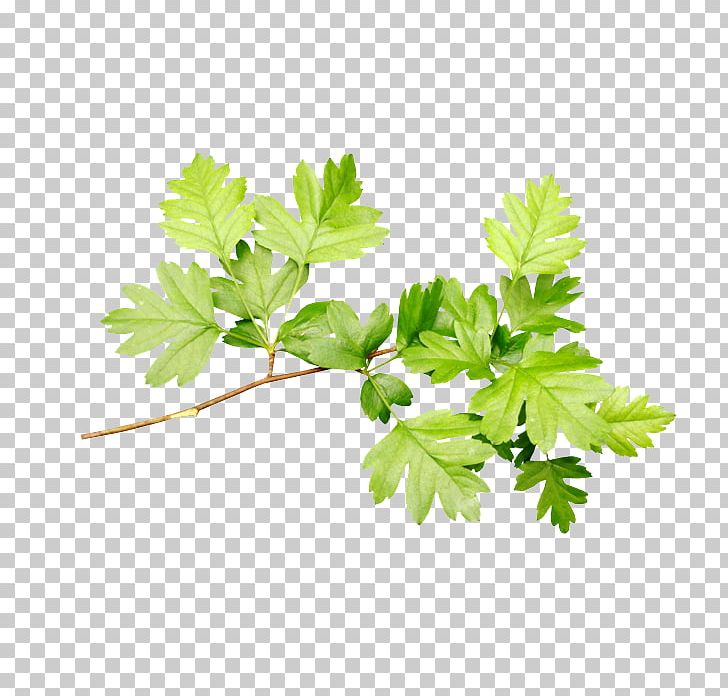 Leaf Branch PNG, Clipart, Branch, Deciduous, Download, Flowerpot, Green Free PNG Download