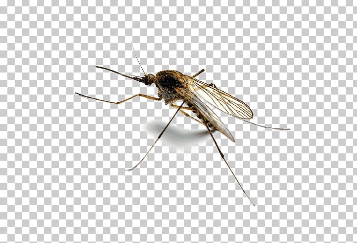 Marsh Mosquitoes Household Insect Repellents Pest Control Mosquito Control PNG, Clipart, Anopheles, Arthropod, Backyard, Cricket, Disease Free PNG Download