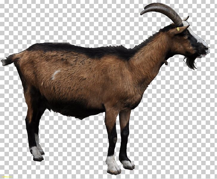 Mountain Goat Sheep PNG, Clipart, Animals, Bovid, Caprinae, Clip Art, Computer Icons Free PNG Download