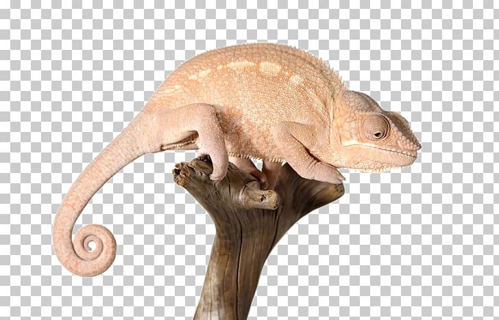 Reptile Chameleons Lizard PNG, Clipart, Animal, Animals, Animal World, Autumn Tree, Chameleon Free PNG Download