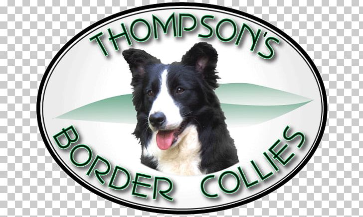 Dog Breed Border Collie Rough Collie Snout PNG, Clipart, Border, Border Collie, Breed, Breeders, Carnivoran Free PNG Download
