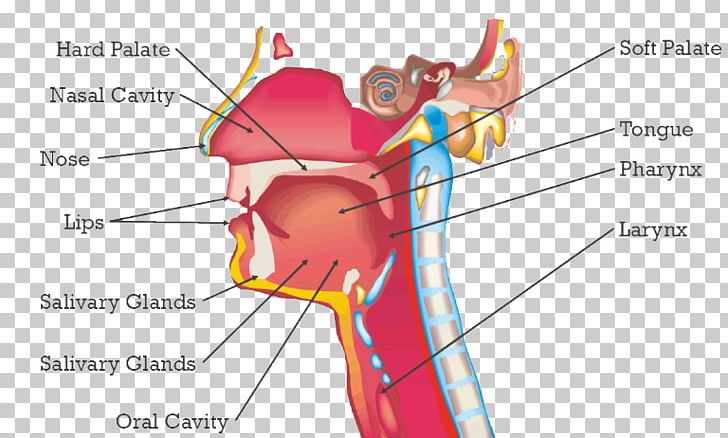 Ear Human Behavior Mouth Organism PNG, Clipart, Angle, Area, Arm, Awareness, Behavior Free PNG Download