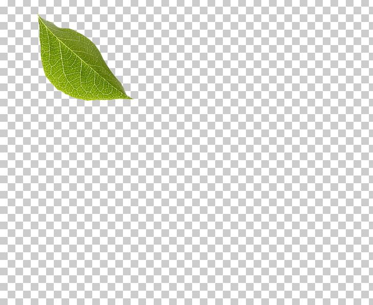 Leaf PNG, Clipart, Fruti, Green, Leaf, Plant Free PNG Download